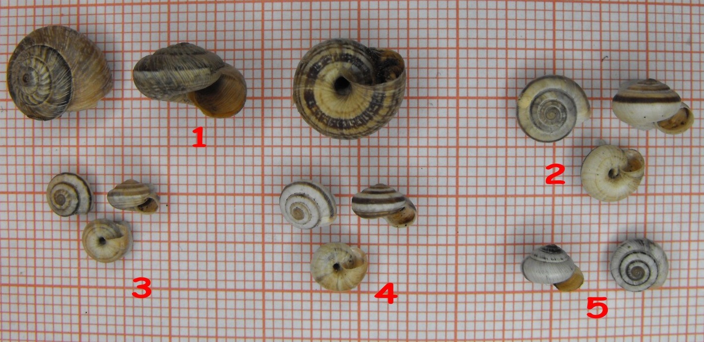 Candidula unifasciata cf. vincae